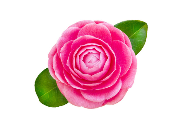 Bright pink camellia rose form flower flower - Photo, Image