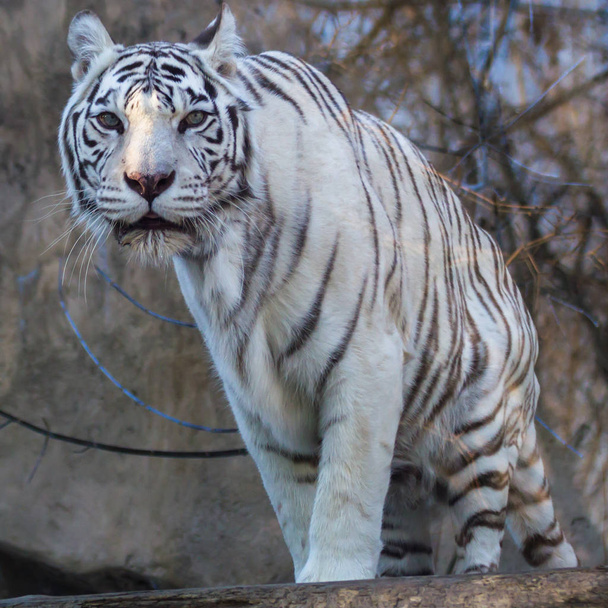 Portrait of Bengal tiger. - Zdjęcie, obraz