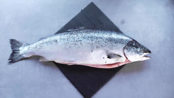 Рожевий лосось на кухні, лосось для сашимі і суші, риба, азійської кухні - Кадри, відео