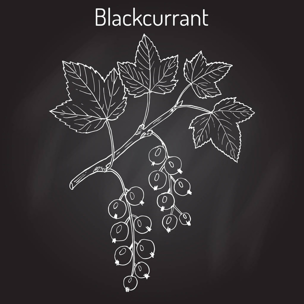 Blackcurrant Ribes nigrum - Vector, afbeelding