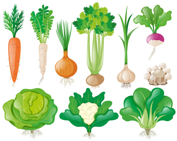 различные виды овощей - Вектор,изображение