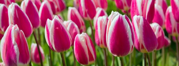 Růžová - pozadí bílé tulipány. - Fotografie, Obrázek