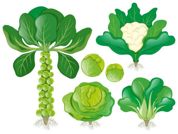 Різні типи головних овочів
 - Вектор, зображення