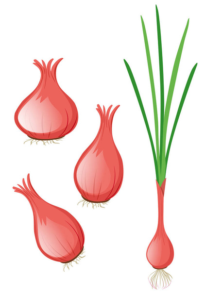 Cebolla y cebolla verde
 - Vector, imagen