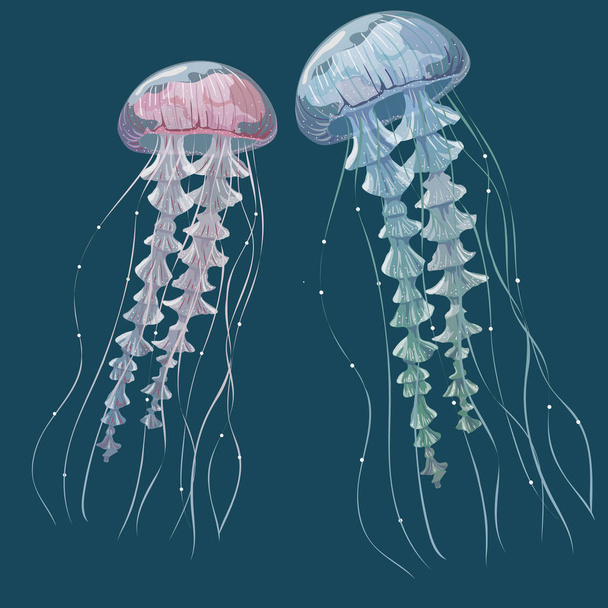 Szczegółowe jellyfish przejrzyste. Różowe i niebieskie morze galaretki na niebieskim tle. Ilustracja wektorowa - Wektor, obraz