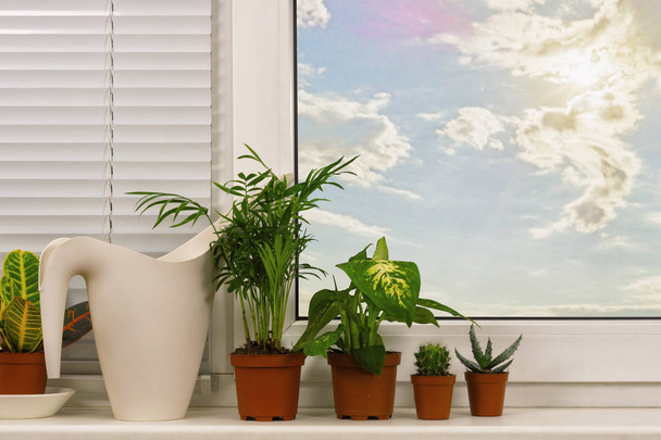 A növények a háttérben, a műanyag doboz - Fotó, kép
