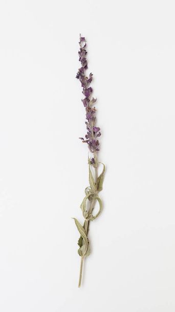Sprig of sage dried on white background - Foto, immagini
