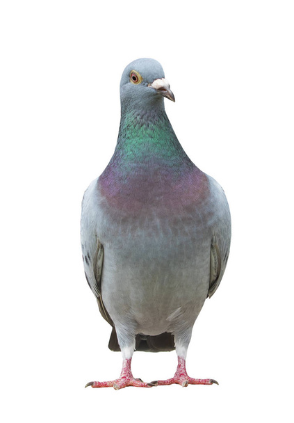cam ürününe göz teması arıyorum pigeon kuş Yarış spor tam vücut - Fotoğraf, Görsel