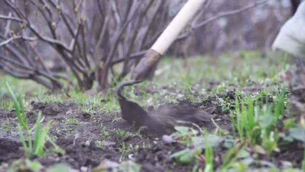 Frau säubert das Unkraut im Garten mit einem Häcksler. Zeitlupe - Filmmaterial, Video