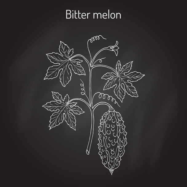 Gorzki melon lub balsam gruszka Momordica charantia - Wektor, obraz