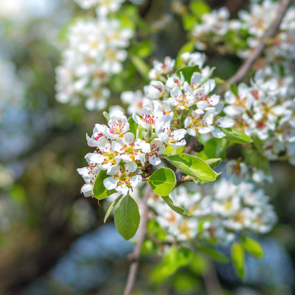 goste do gosto - flores de uma árvore de maçã
 - Foto, Imagem