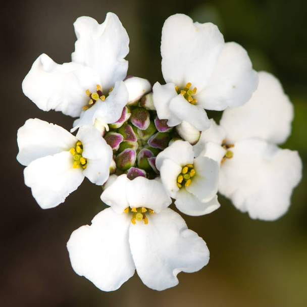 Alp candytuft (Iberis saxatalis) corymb çiçek - Fotoğraf, Görsel