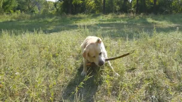 Labrador és a golden retriever fogás fából készült stick-ba a száj eszik, és ez szabadtéri. Állati rág, és harapós egy bottal a természet. Kutya játék közben. Nyári táj a háttérben. Közelről - Felvétel, videó