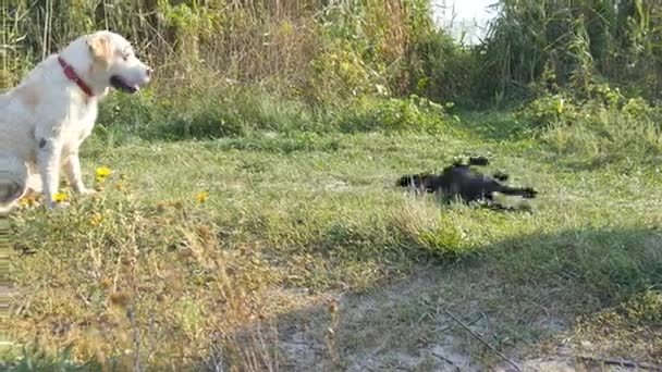 Dva psi, běh a hrát spolu na zelené trávě na přírodní venkovní. Domácí zvířata boj venku. Detailní záběr - Záběry, video