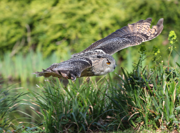 Close up of an Eagle Owl in flight - Photo, Image