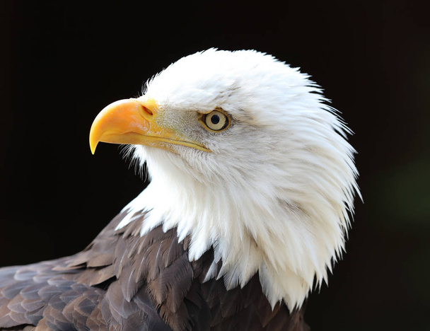 Retrato de uma águia careca - Foto, Imagem
