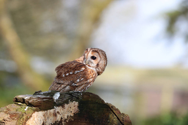 Close up of a Tawny Owl - Photo, Image