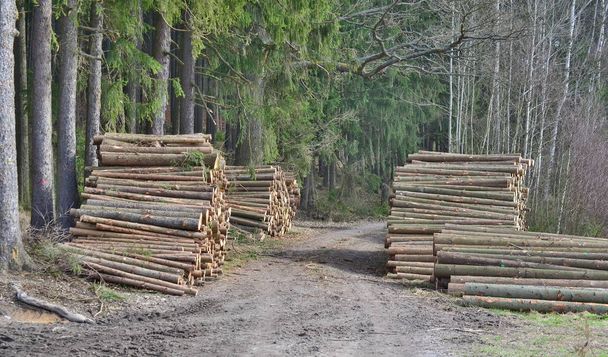 木材輸送、南ボヘミア州の準備ができて - 写真・画像