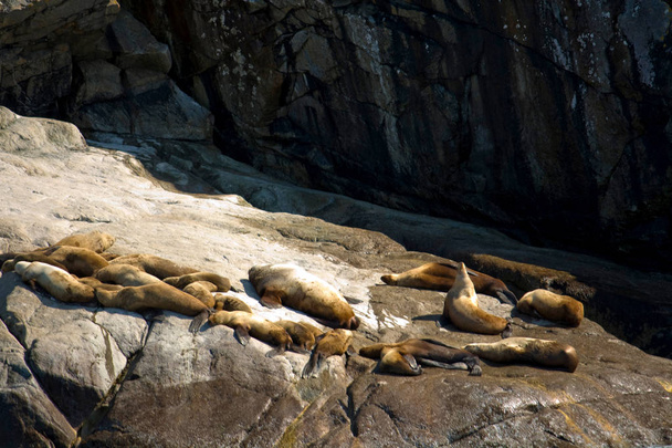 Ryhmä merileijonia kalliolla
 - Valokuva, kuva
