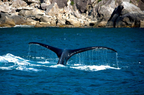 cauda de baleia jubarte
 - Foto, Imagem