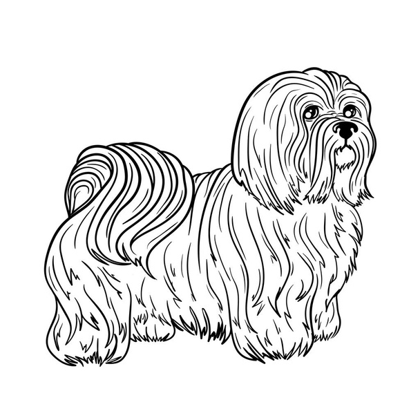Мальтийская собачья иллюстрация
 - Вектор,изображение