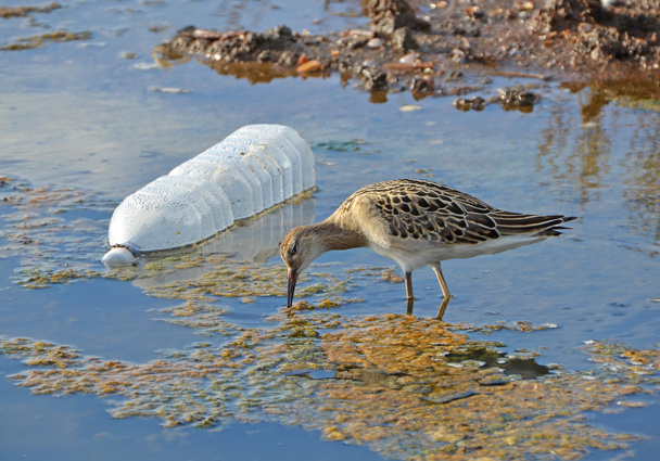 Sandpiper ve plastik şişe - Fotoğraf, Görsel