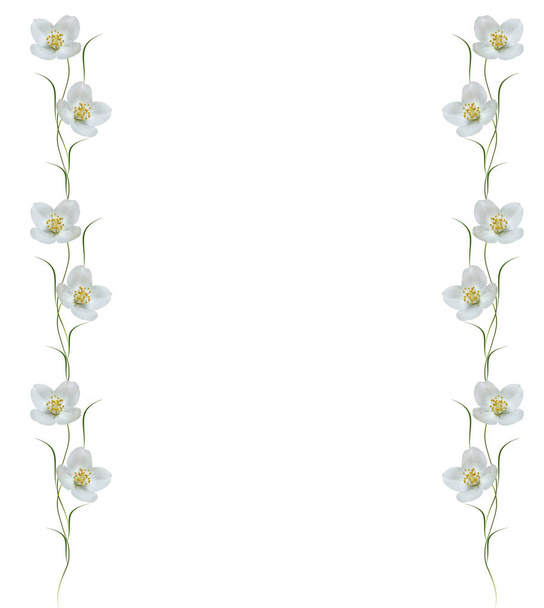 branch of jasmine flowers isolated on white background - Photo, Image