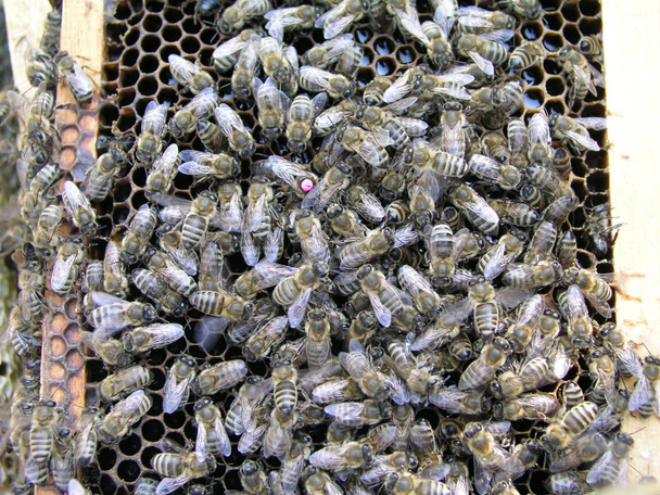 Jalostuskuningatar mehiläinen, jonka selässä on etiketti
 - Valokuva, kuva