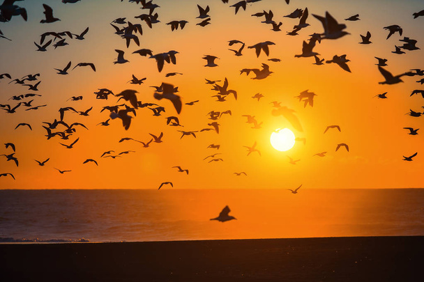 Stada ptaków nad linią Surf - Zdjęcie, obraz