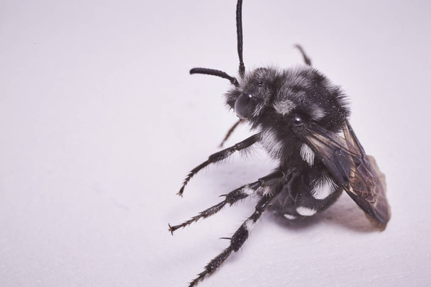 μαύρη μύγα μακροεντολή - Φωτογραφία, εικόνα