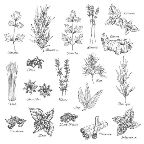 Spices and herbs vector sketch icons - Vector, Image