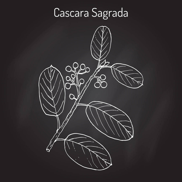 Cascara sagrada Rhamnus purshiana , or persian bark, medicinal plant - Vector, Image