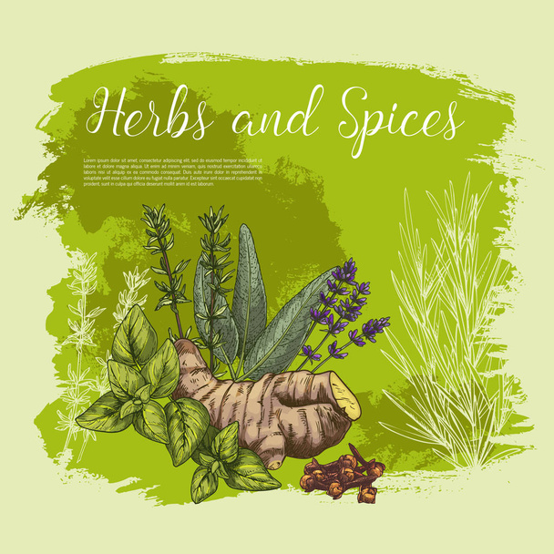 Cartaz de esboço vetorial de especiarias e ervas
 - Vetor, Imagem