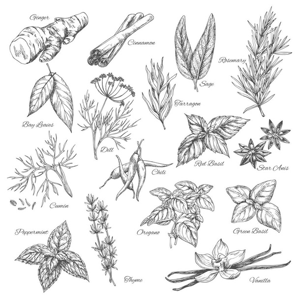 Vektorové skici koření a byliny rostliny příchutě - Vektor, obrázek
