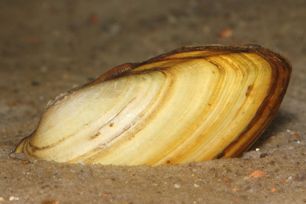 Zwanenmossel (Anodonta cygnea) in zand - Foto, afbeelding