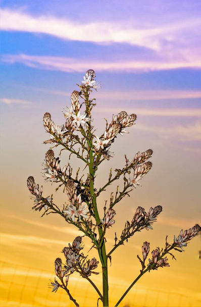 Asphodel flowers and Plant ayt sunset - Photo, Image