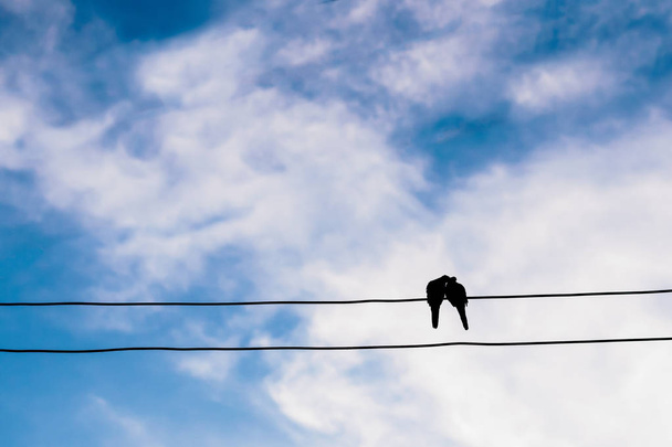 la silhouette dell'uccello innamorato sulla linea elettrica o filo in blu
 - Foto, immagini