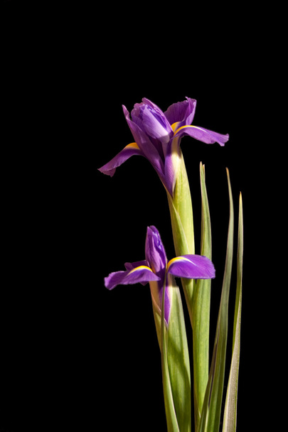 Retrato de Iris púrpura en negro
 - Foto, imagen