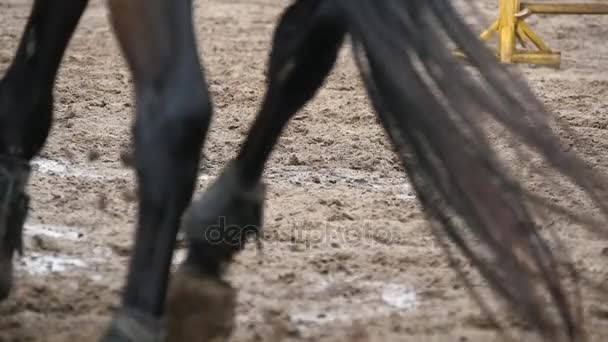 Voeten van paard uitgevoerd op modder. Slow mo - Video