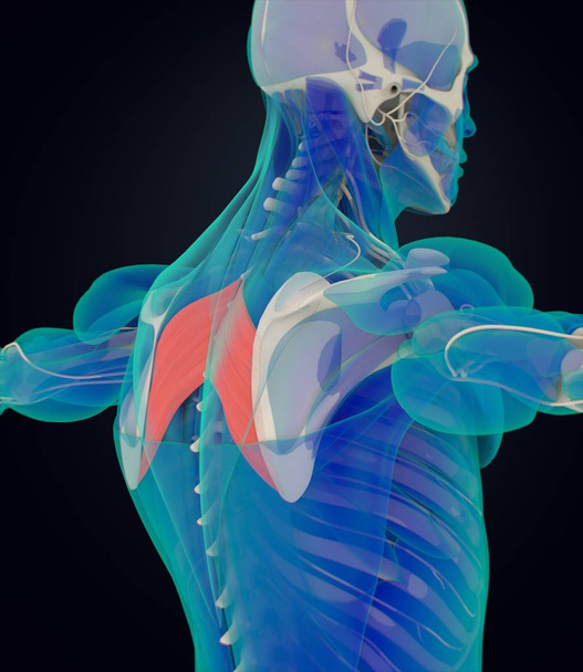 Modelo de anatomia dos músculos principais romboides
 - Foto, Imagem