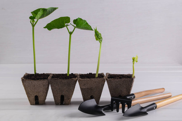 Pots avec plantules debout dans une ligne et petits outils de jardin
 - Photo, image