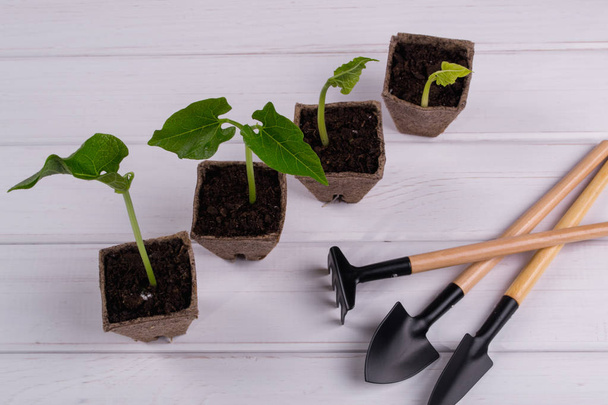Pots with seedlings stand in a line and little garden tools - Foto, Imagen