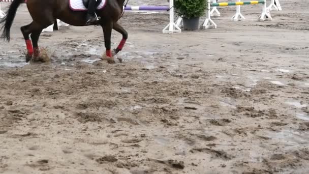 Feet of horse running on mud. Slow mo - Footage, Video