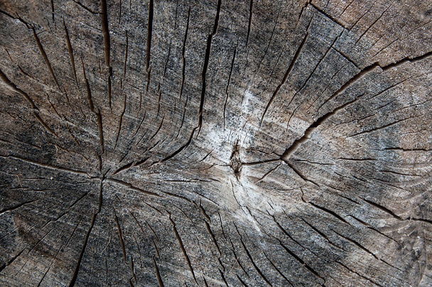 Деревна текстура обрізаного стовбура дерева. Мох і гриб ростуть на
 - Фото, зображення