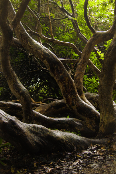 Дерево стволы и ветви - Фото, изображение