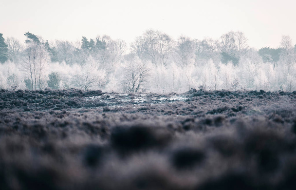 Frozen trees in winter moorland - Photo, Image