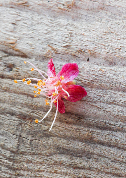 Красивий персиковий цвіт на фоні дерева
 - Фото, зображення