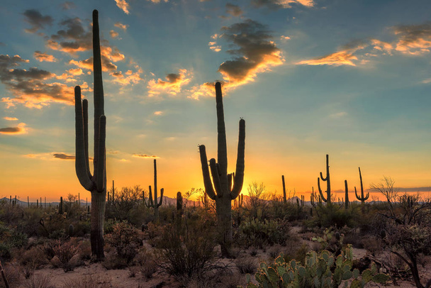 Arizona Saguaro kaktusz, a gyönyörű naplemente. - Fotó, kép