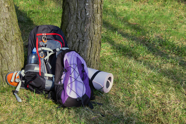 Ormanda iki sırt çantası. Kimse - Fotoğraf, Görsel