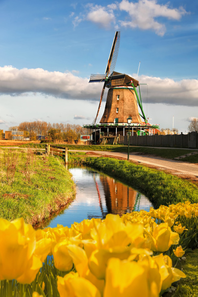 Tradiční holandský větrný mlýn s tulipány v Zaanse Schans, Amsterdam oblast, Holandsko - Fotografie, Obrázek